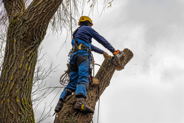 How Our Tree Care Process Works  in  Amesti, CA