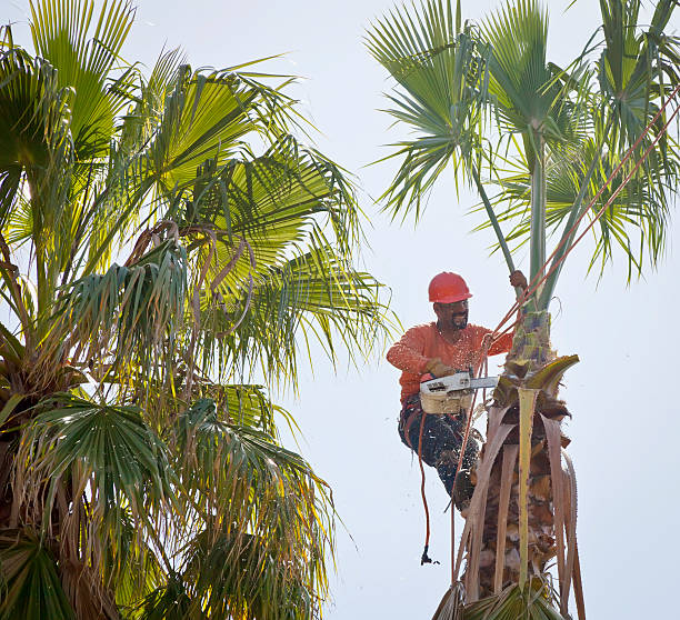 Professional Tree Care Services in Amesti, CA